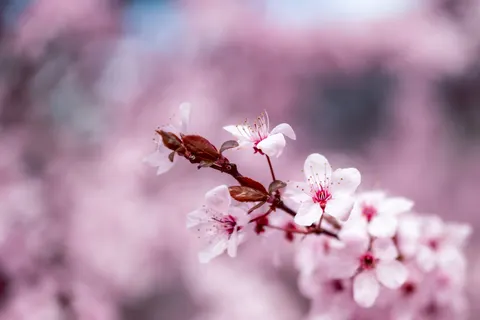 Wallpaper Bunga Sakura 4K · nature · 3840×2560