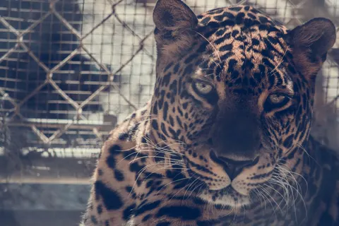 خلفية نمر مرقط بدقة 4K · animals · 3840×2560