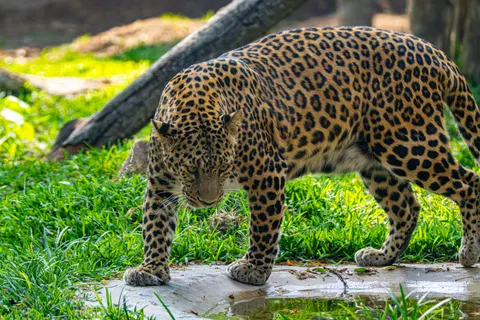 والپیپر پلنگ با کیفیت 4K · animals · 3840×2560
