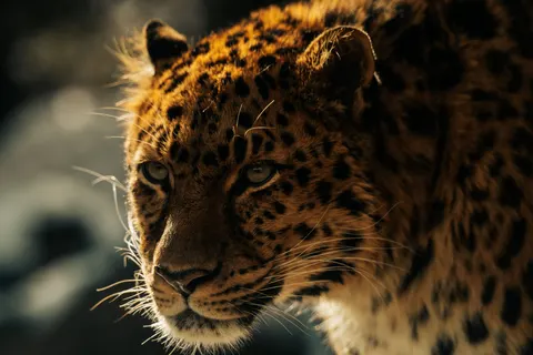 خلفية نمر مرقط بدقة 4K · animals · 3840×2560