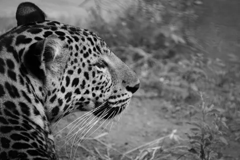 خلفية نمر مرقط بدقة 4K · animals · 3840×2561