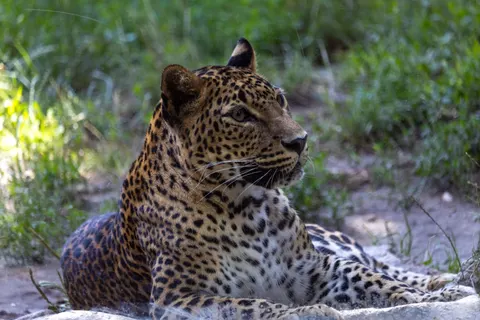 خلفية نمر مرقط بدقة 4K · animals · 3840×2560