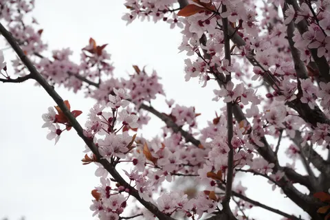 Cherry Blossom 4K Wallpaper · nature · 3840×2560