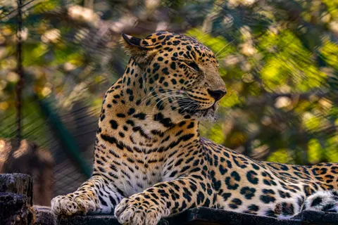 خلفية نمر مرقط بدقة 4K · animals · 3840×2560