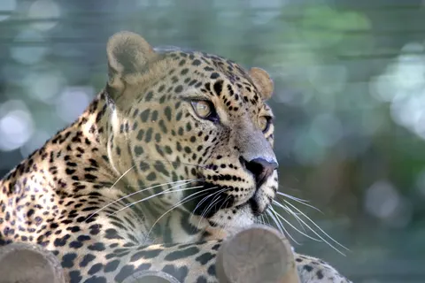 خلفية نمر مرقط بدقة 4K · animals · 3840×2560