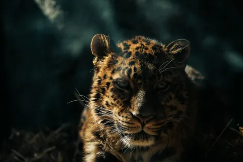 خلفية نمر مرقط بدقة 4K · animals · 3840×2560
