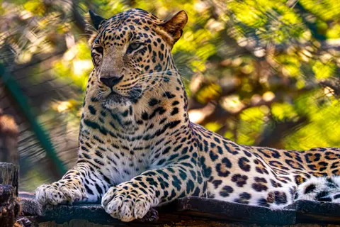خلفية نمر مرقط بدقة 4K · animals · 3840×2562