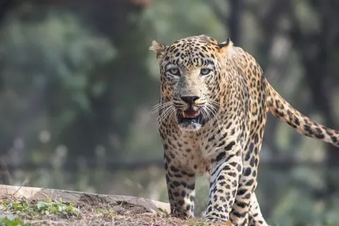 خلفية نمر مرقط بدقة 4K · animals · 3840×2560
