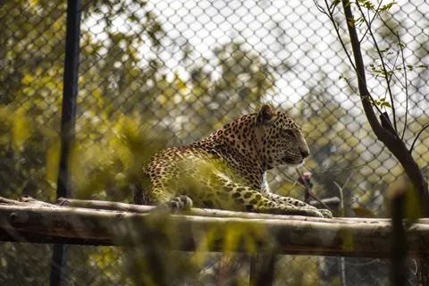 Leopard 4K Wallpaper · animals · 3840×2560