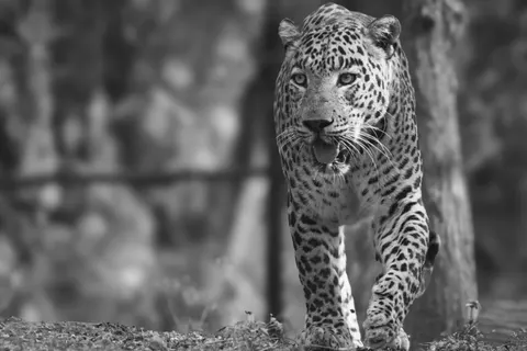 خلفية نمر مرقط بدقة 4K · animals · 3840×2560