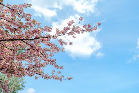 櫻花 4K桌布 · nature · 3840×2560