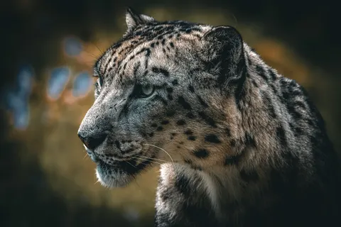خلفية نمر مرقط بدقة 4K · animals · 3840×2560