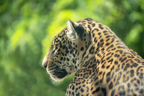 خلفية نمر مرقط بدقة 4K · animals · 3840×2560