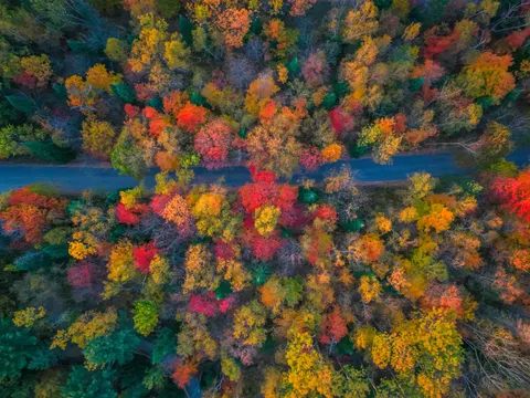 Aerial Forest 4K Wallpaper · aerial · 3840×2880