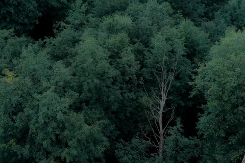 Aerial Forest 4K Wallpaper · aerial · 3840×2560