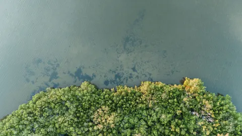 Aerial Forest 4K Wallpaper · aerial · 3840×2160