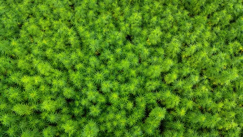 Aerial Forest 4K Wallpaper · aerial · 3840×2160