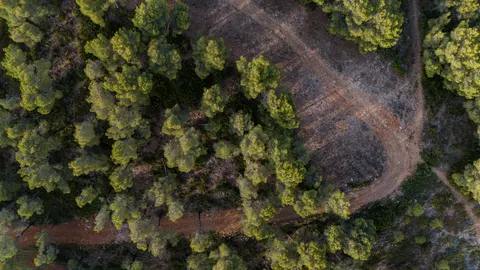 Aerial Forest 4K Wallpaper · aerial · 3840×2160