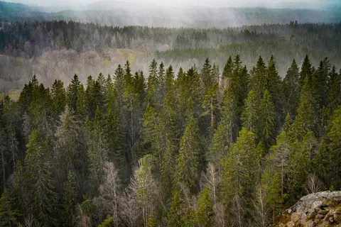 Aerial Forest 4K Wallpaper · aerial · 3840×2561