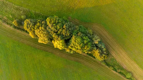 Aerial Forest 4K Wallpaper · aerial · 3840×2160