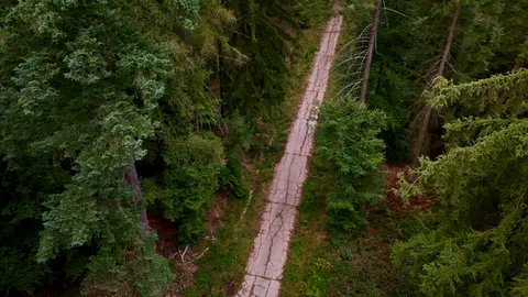 Aerial Forest 4K Wallpaper · aerial · 3840×2160