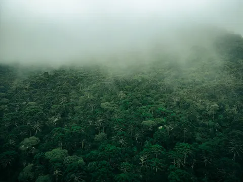 Aerial Forest 4K Wallpaper · aerial · 3840×2880