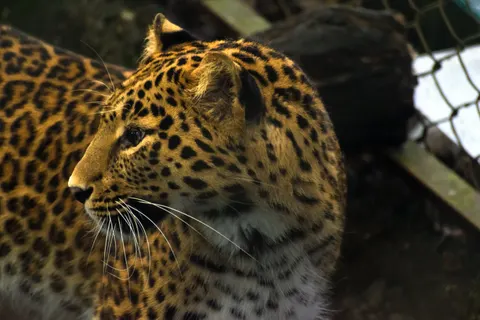 خلفية نمر مرقط بدقة 4K · animals · 3840×2560