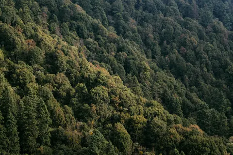 Aerial Forest 4K Wallpaper · aerial · 3840×2560
