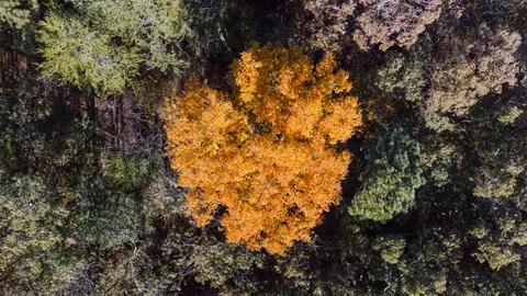 Aerial Forest 4K Wallpaper · aerial · 3840×2160