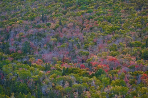 Aerial Forest 4K Wallpaper · aerial · 3840×2555