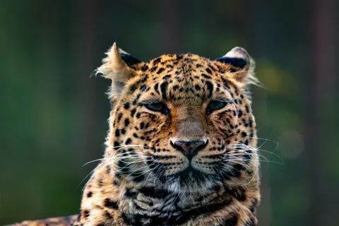 خلفية نمر مرقط بدقة 4K · animals · 3840×2560