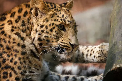 خلفية نمر مرقط بدقة 4K · animals · 3840×2560