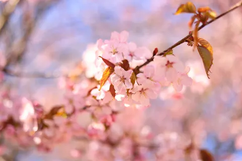 Cherry Blossom 4K Wallpaper · nature · 3840×2561