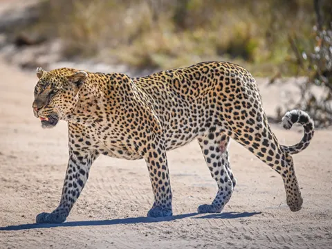 خلفية نمر مرقط بدقة 4K · animals · 3840×2880