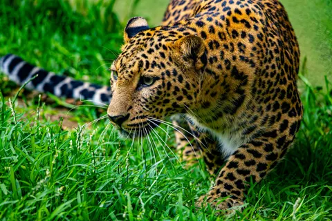 خلفية نمر مرقط بدقة 4K · animals · 3840×2560