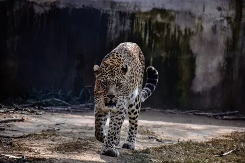 خلفية نمر مرقط بدقة 4K · animals · 3840×2560