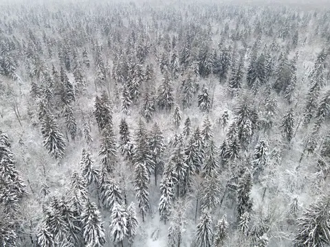 Snowy Forest 4K Wallpaper · winter · 3840×2880