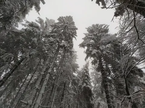 Snowy Forest 4K Wallpaper · winter · 3840×2880