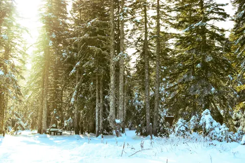 Snowy Forest 4K Wallpaper · winter · 3840×2560
