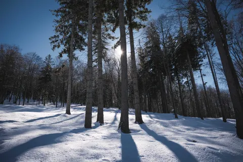 Snowy Forest 4K Wallpaper · winter · 3840×2560