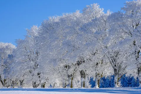 Snowy Forest 4K Wallpaper · winter · 3840×2560
