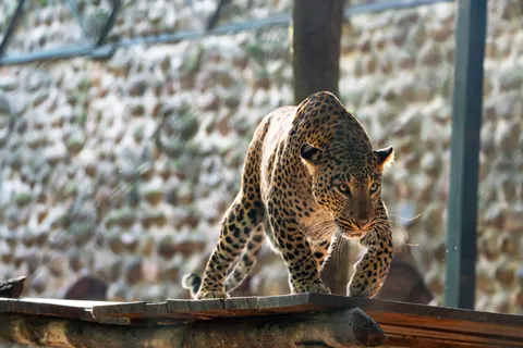 خلفية نمر مرقط بدقة 4K · animals · 3840×2560