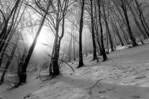Snowy Forest 4K Wallpaper · winter · 3840×2560