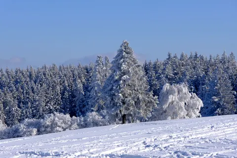 Snowy Forest 4K Wallpaper · winter · 3840×2560