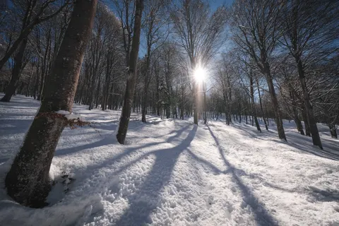 Snowy Forest 4K Wallpaper · winter · 3840×2560