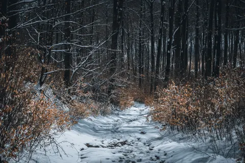 Snowy Forest 4K Wallpaper · winter · 3840×2560