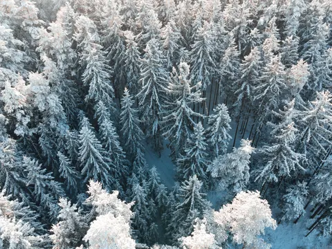 Snowy Forest 4K Wallpaper · winter · 3840×2880