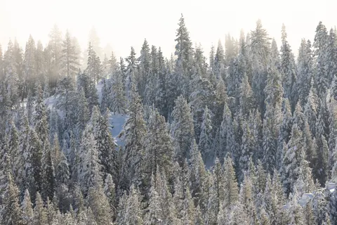 Snowy Forest 4K Wallpaper · winter · 3840×2560