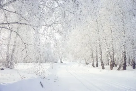 Snowy Forest 4K Wallpaper · winter · 3840×2565