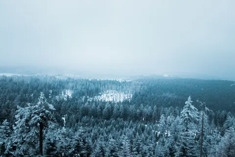 눈 덮인 숲 4K 배경화면 · winter · 3840×2560